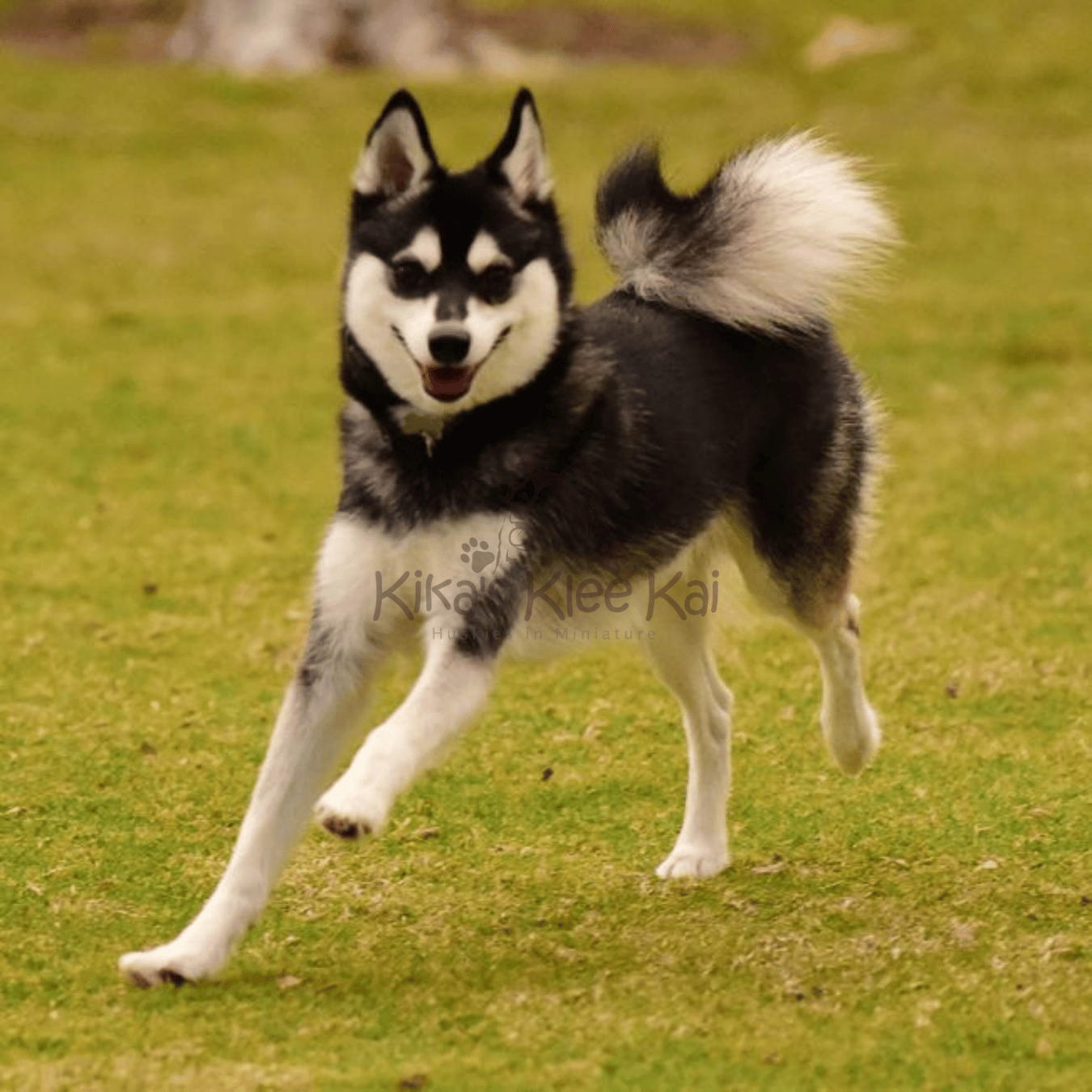 How Much Exercise Does My Alaskan Klee Kai Need