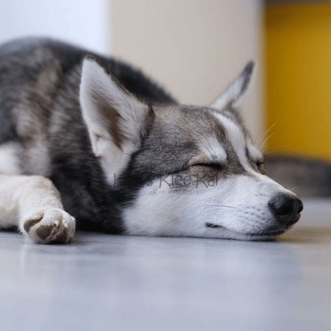 Prepare Your Home for Alaskan Klee Kai Puppy from Southern California