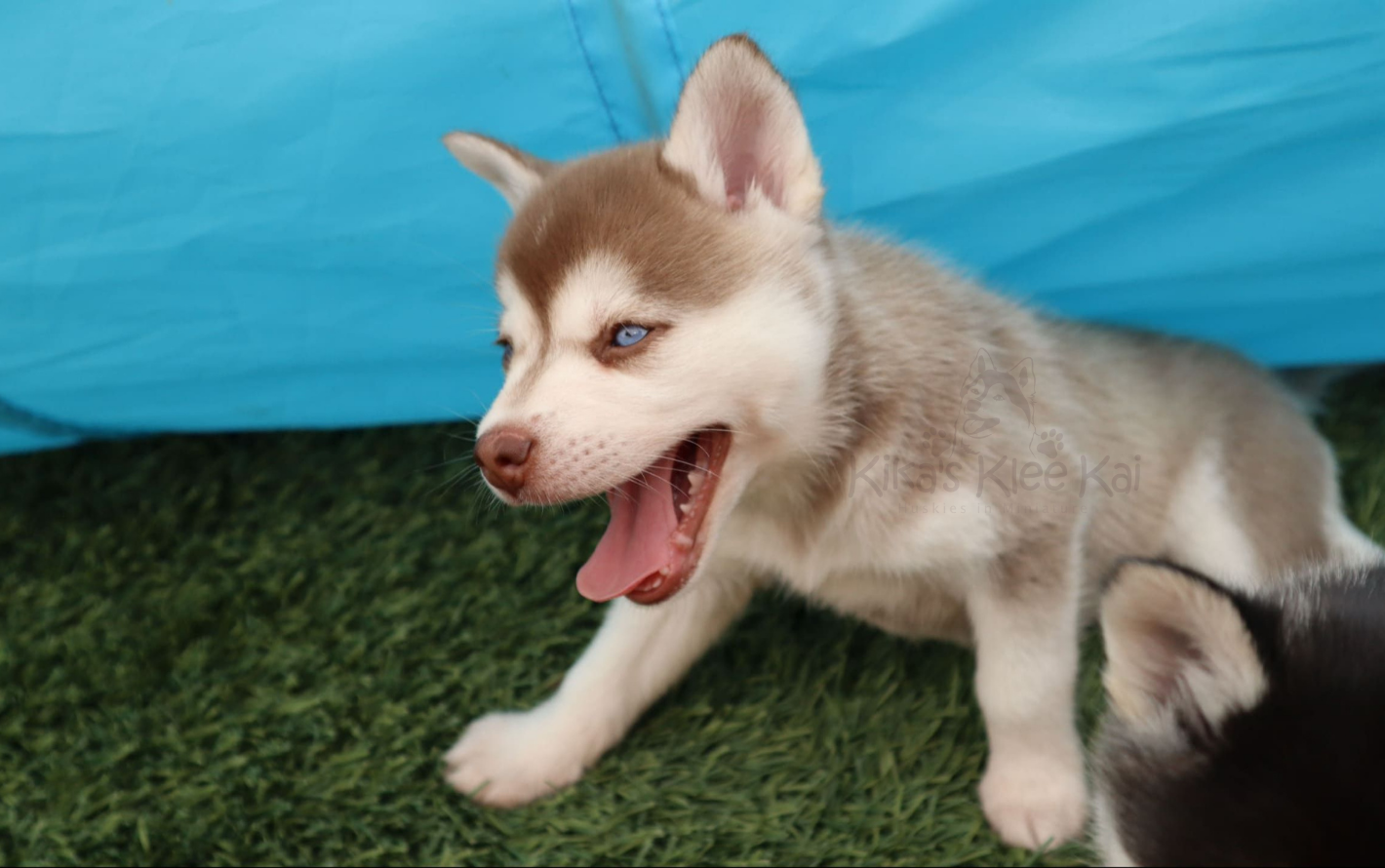 Coat Color of Alaskan Klee Kai puppy in Southern California