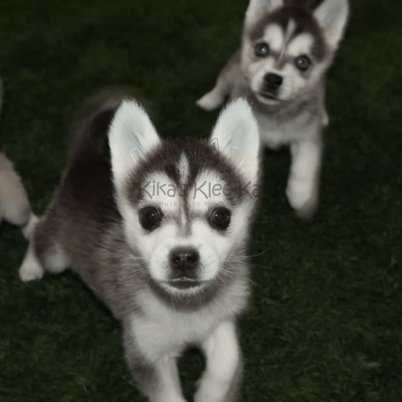 Prepare for Your Mini Husky Puppy or Alaskan Klee Kai from Southern California