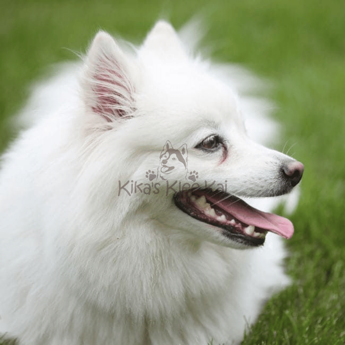 Comparing Alaskan Klee Kai To Other Dog Breeds