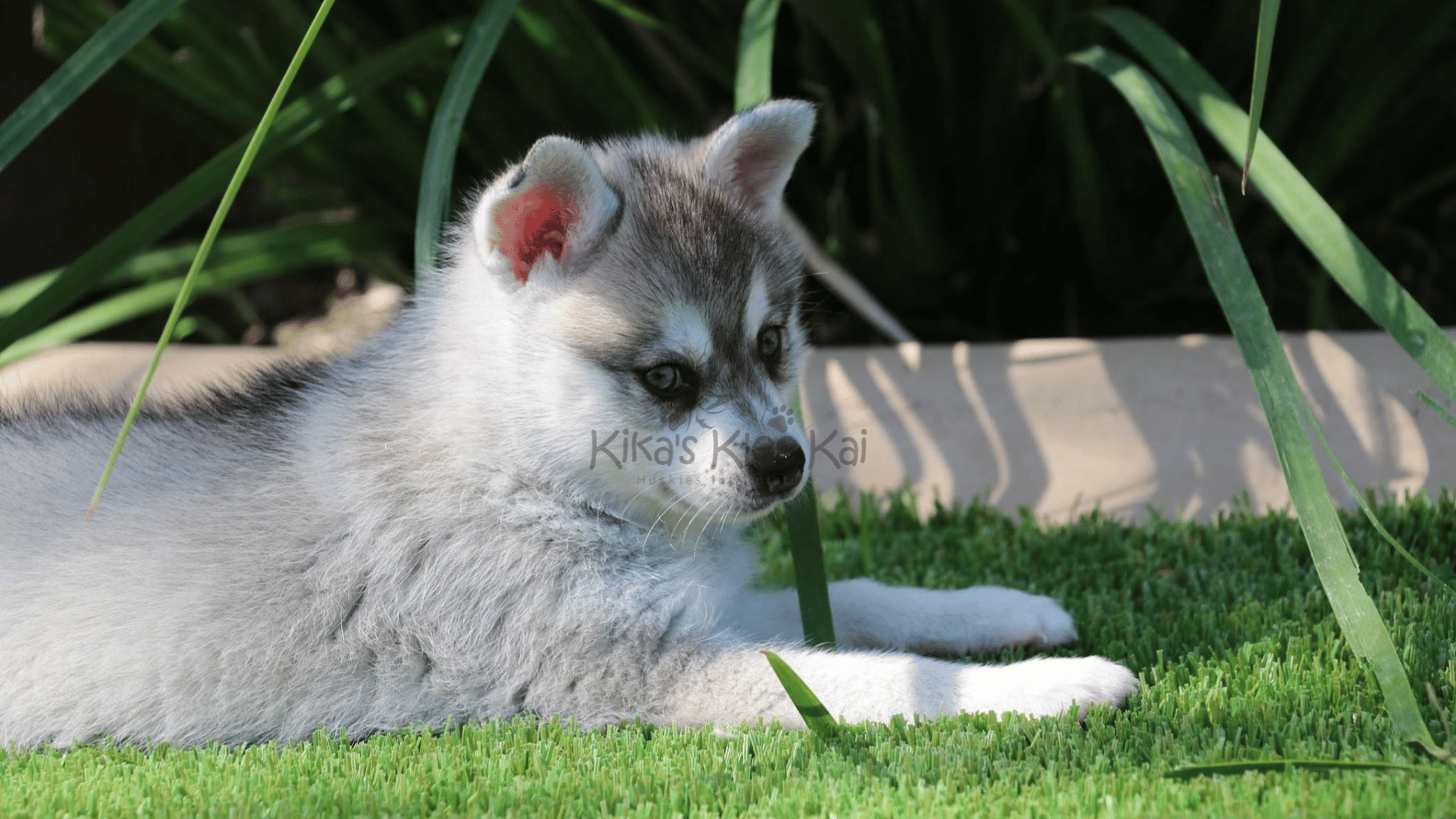 Alaskan Klee Kai puppy in Southern California airline and travel tips