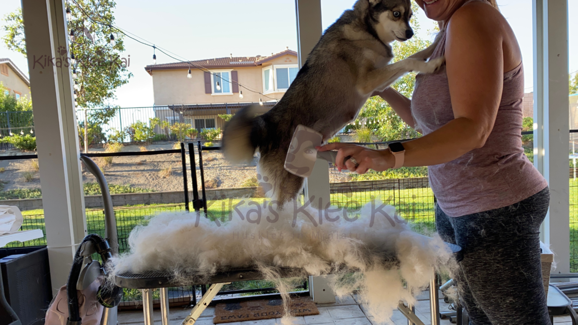 Alaskan Klee Kai puppy in Southern California grooming and shedding control