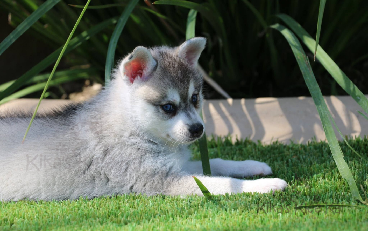 Alaskan Klee Kai puppy in Southern California first aid