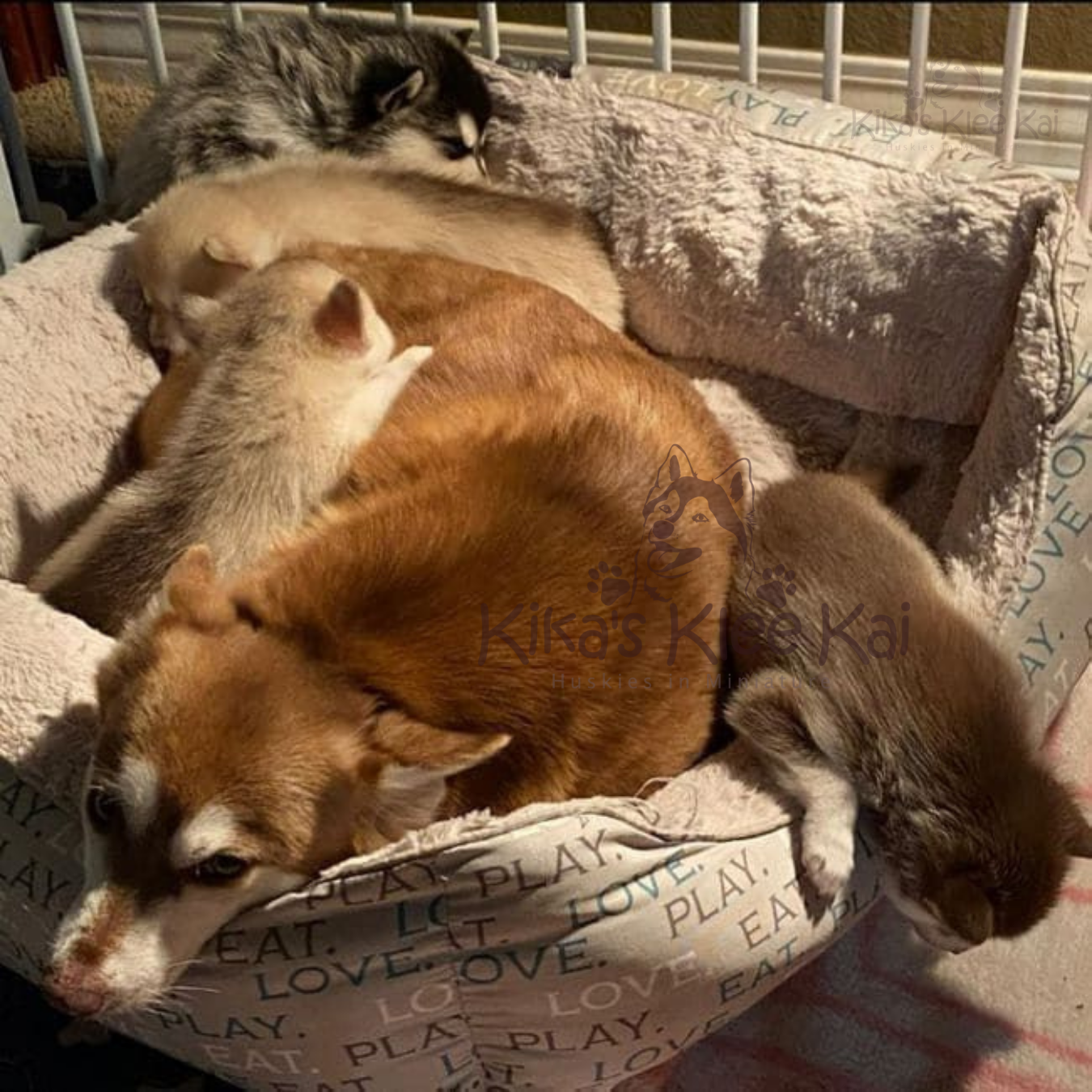 Alaskan Klee Kai puppy in Southern California crate training