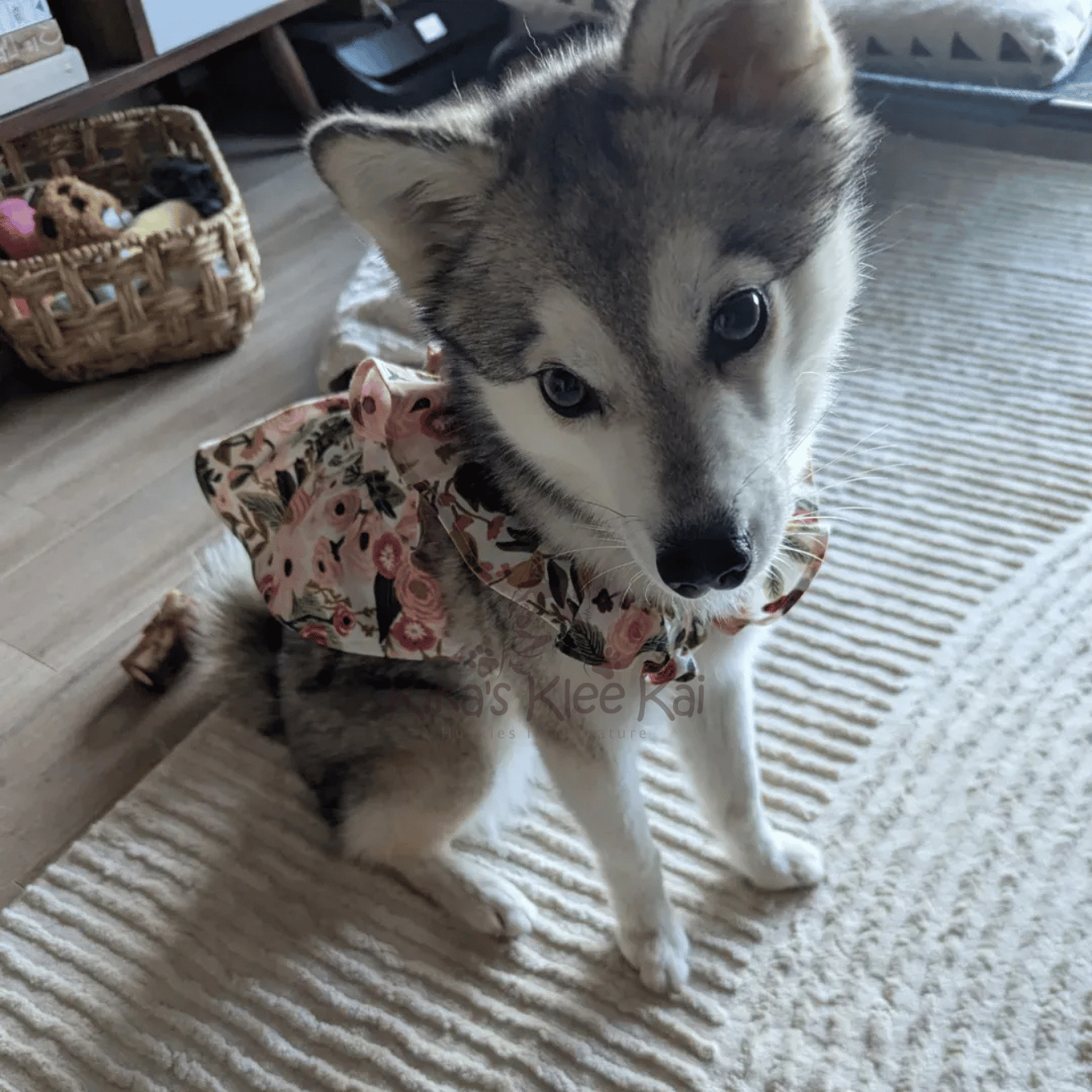 Alaskan Klee Kai puppy in Southern California Reviews and Testimonials