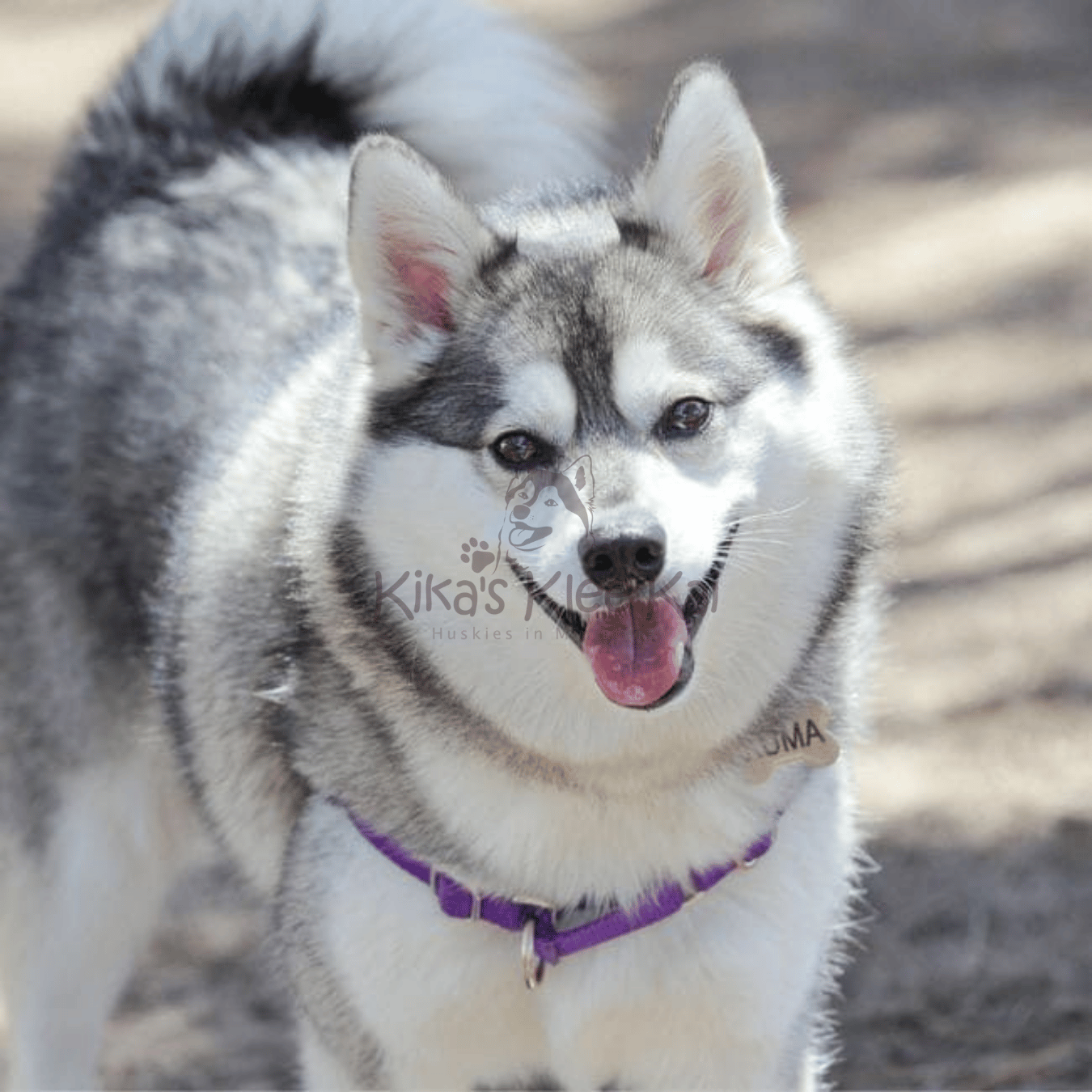 Alaskan Klee Kai Dogs Good Family Pets