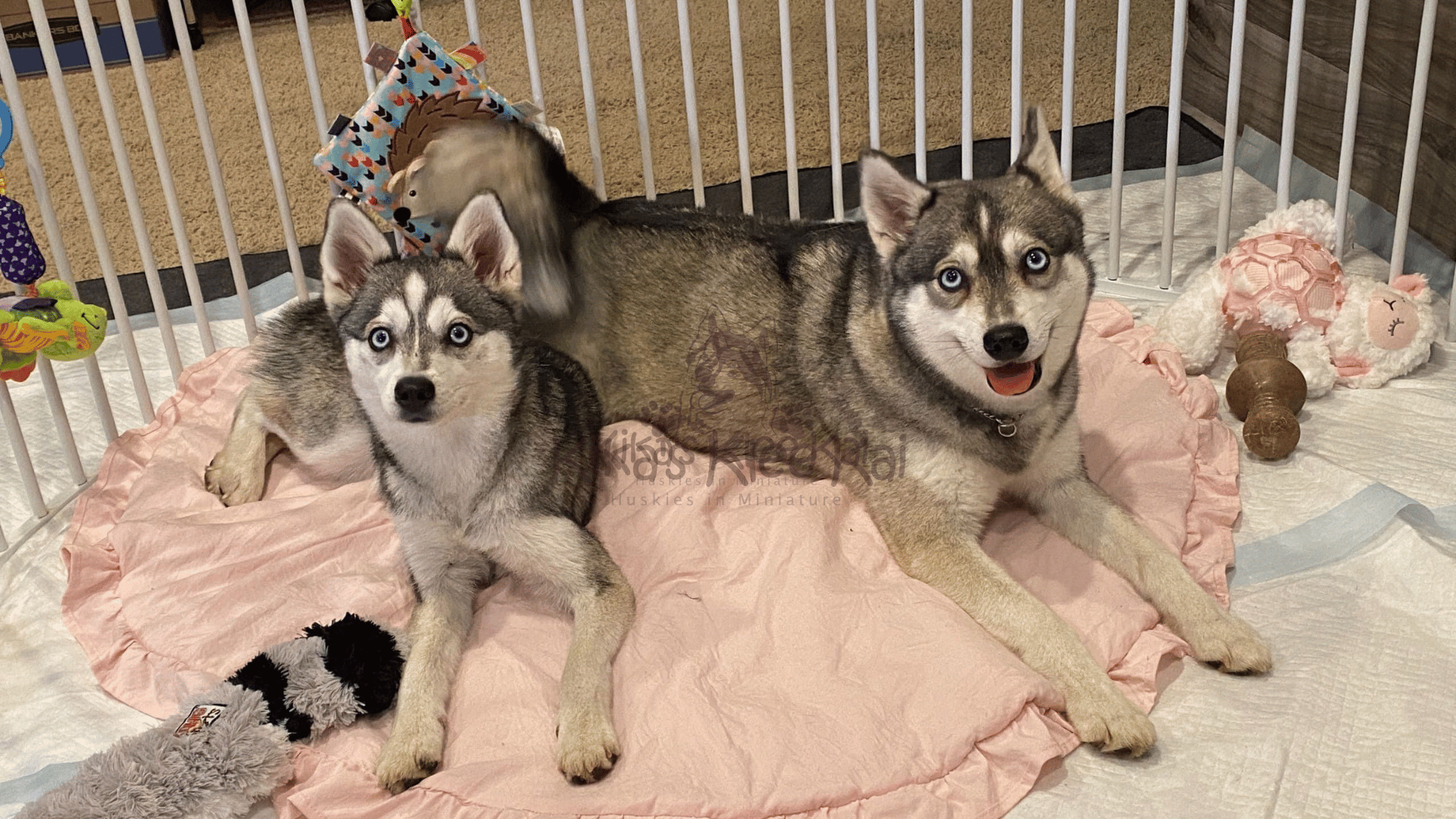 Supplies To Prepare For Your Alaskan Klee Kai Dog