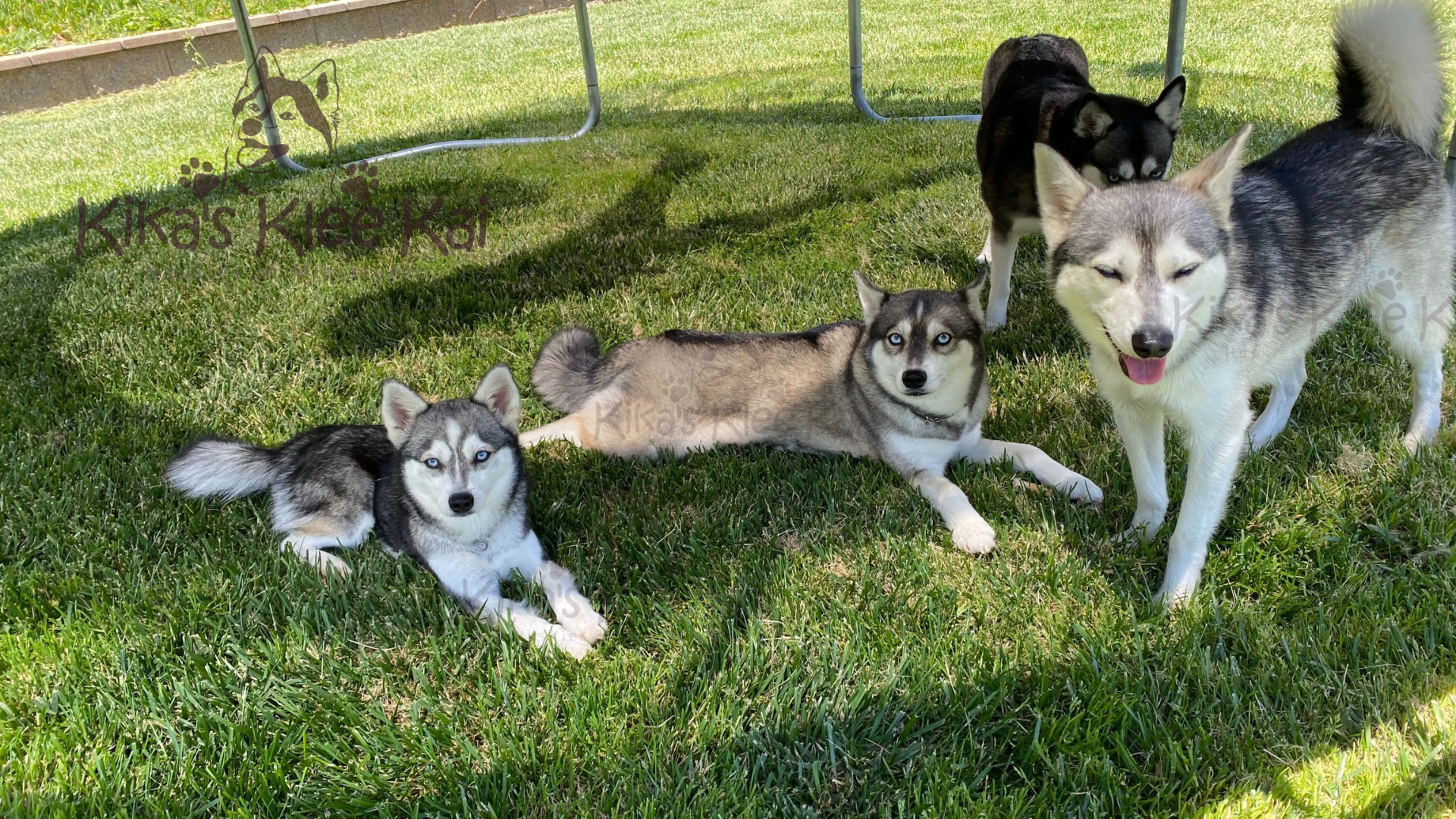 Multiple Alaskan Klee Kai at home