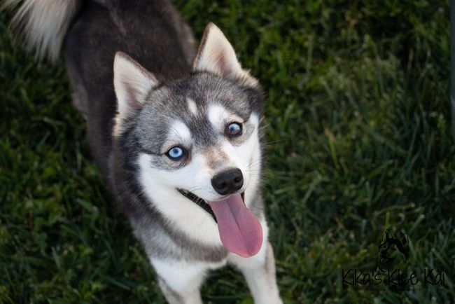 alaskan klee kai