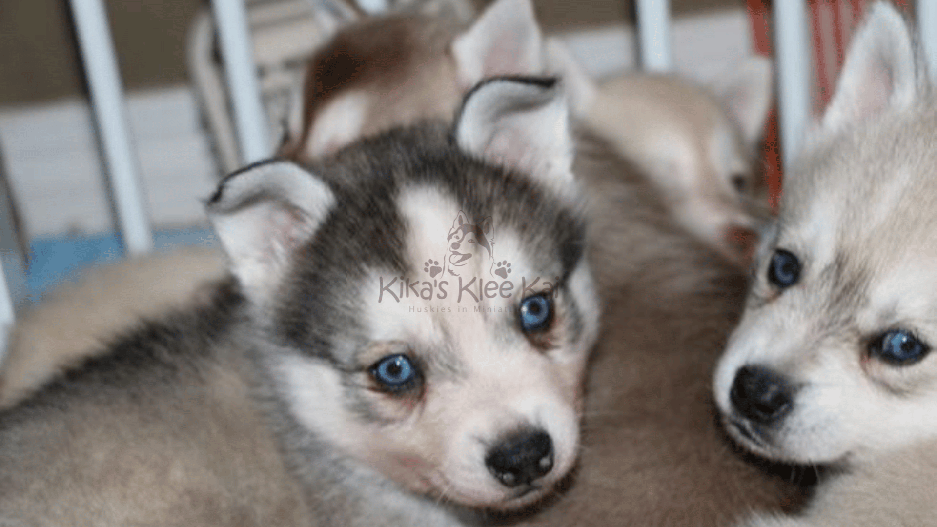 Introducing your Alaskan Klee Kai puppy in Southern California to other dogs