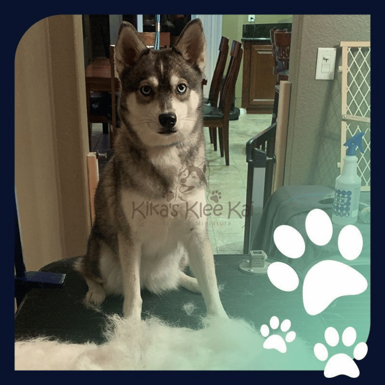 Grooming Tips for Your Alaskan Klee Kai