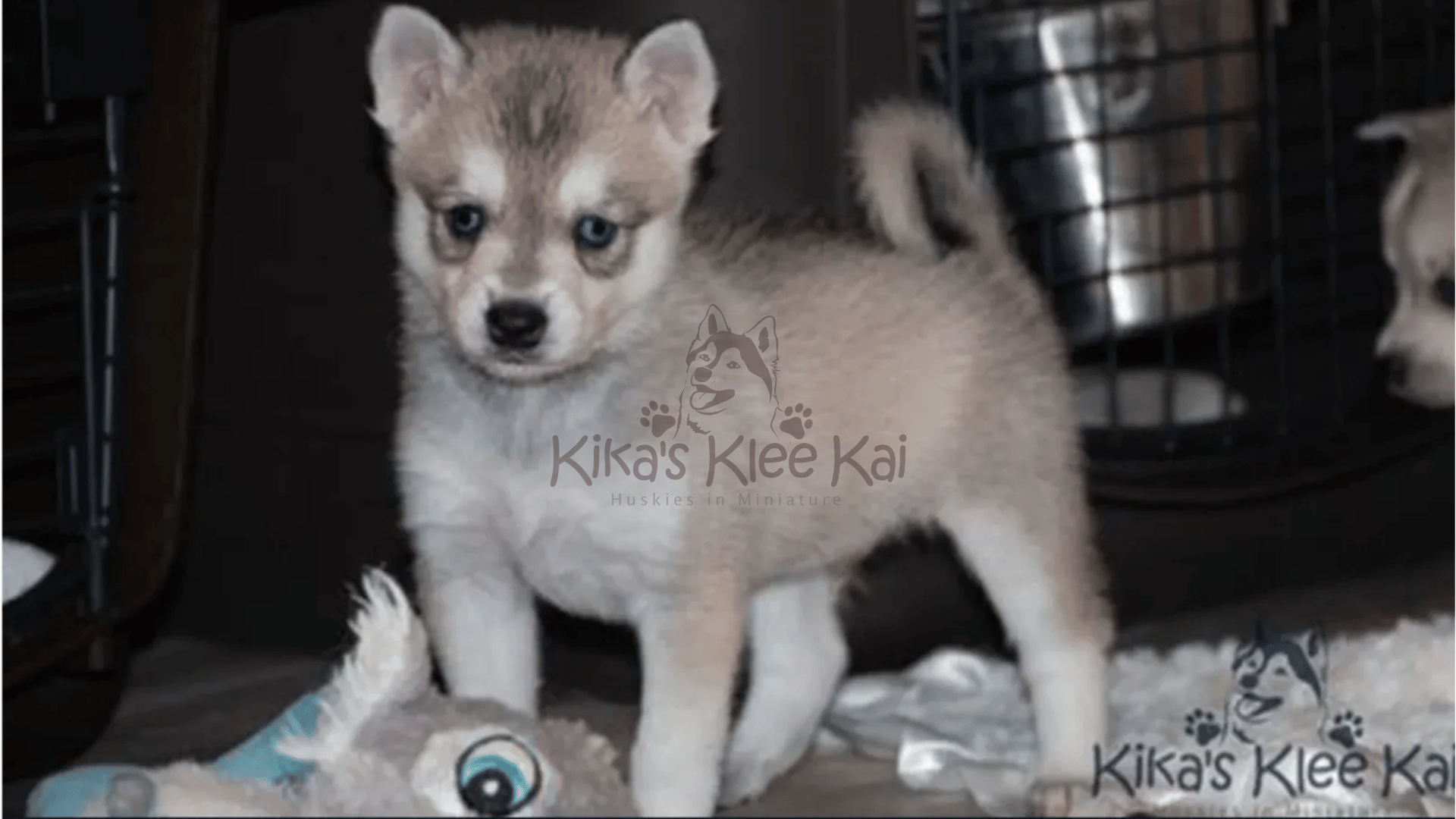 Supplies To Prepare For Your Alaskan Klee Kai Dog