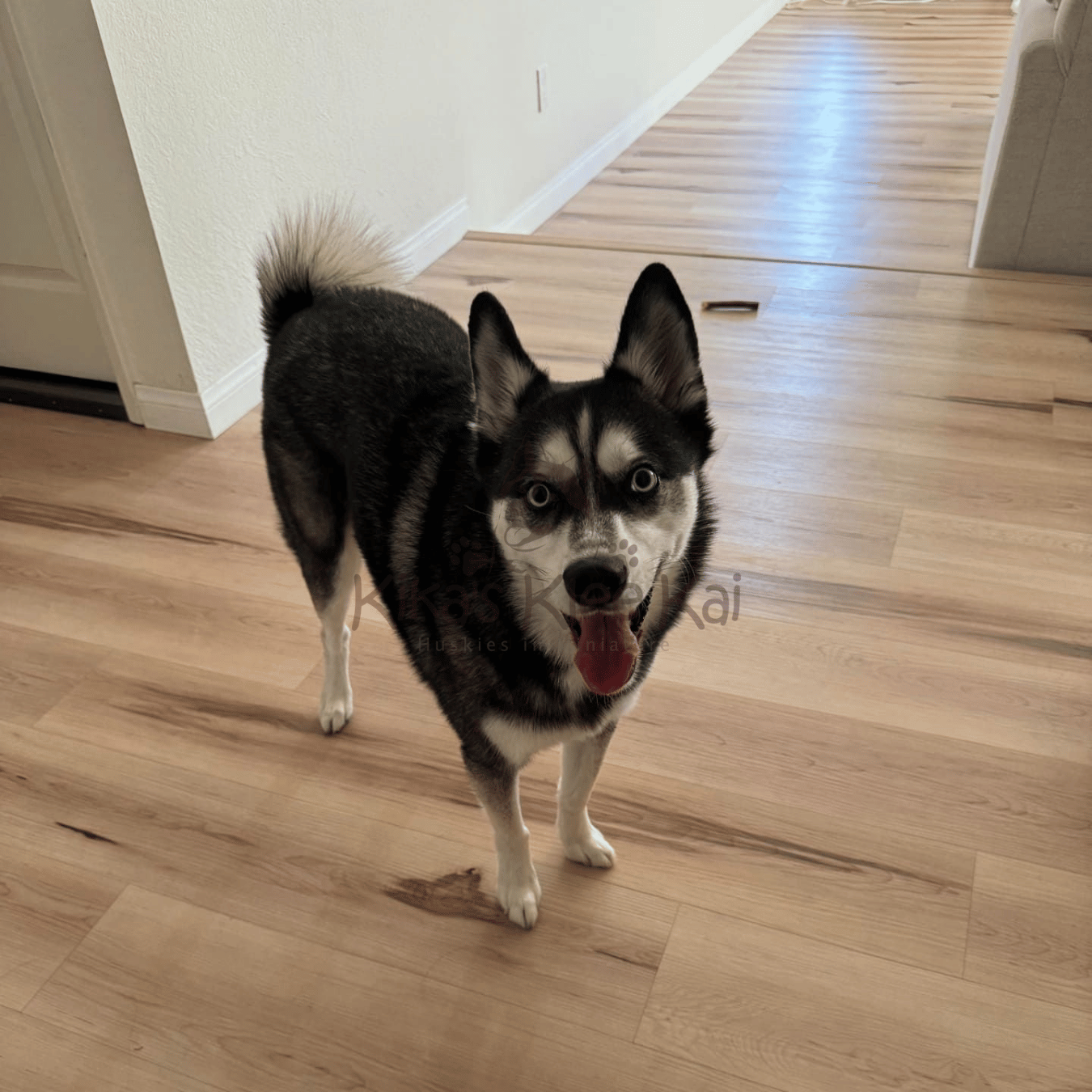 Alaskan Klee Kai puppy in Southern California Reviews and Testimonials
