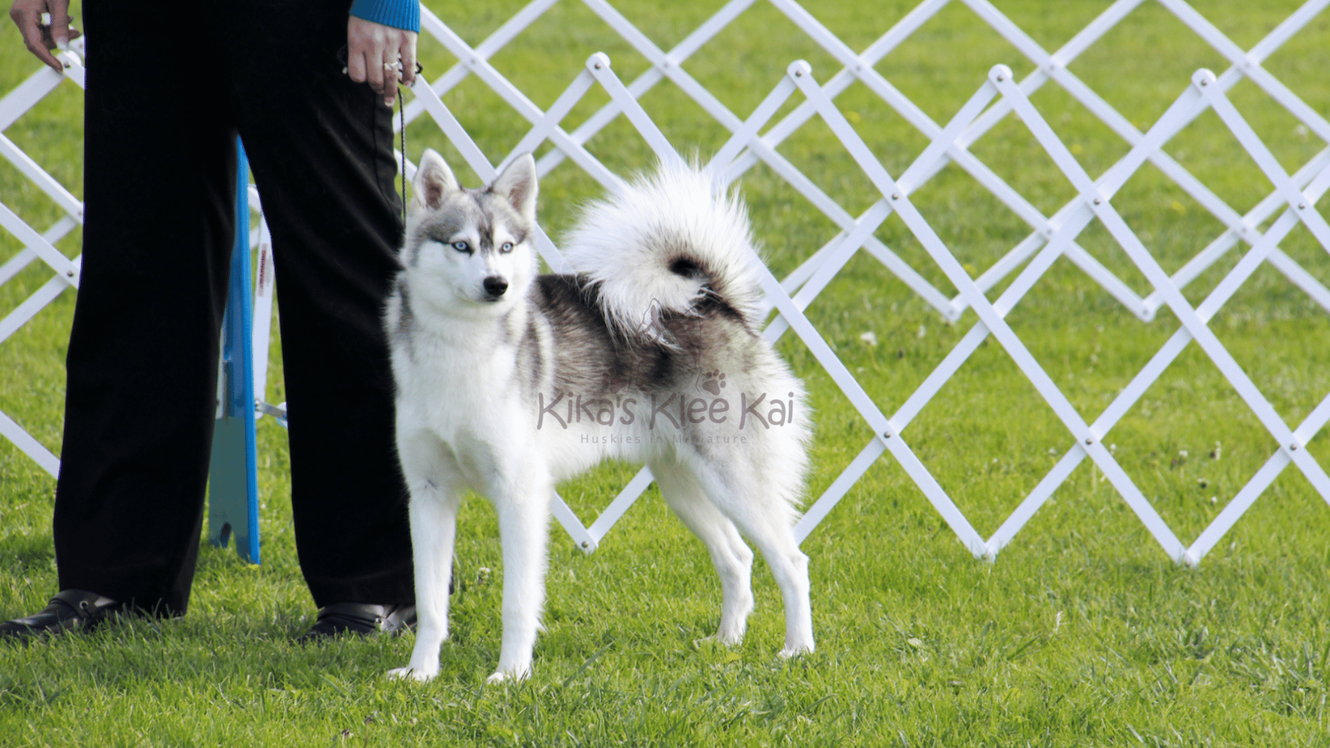 Standard Alaskan Klee Kai in Southern California
