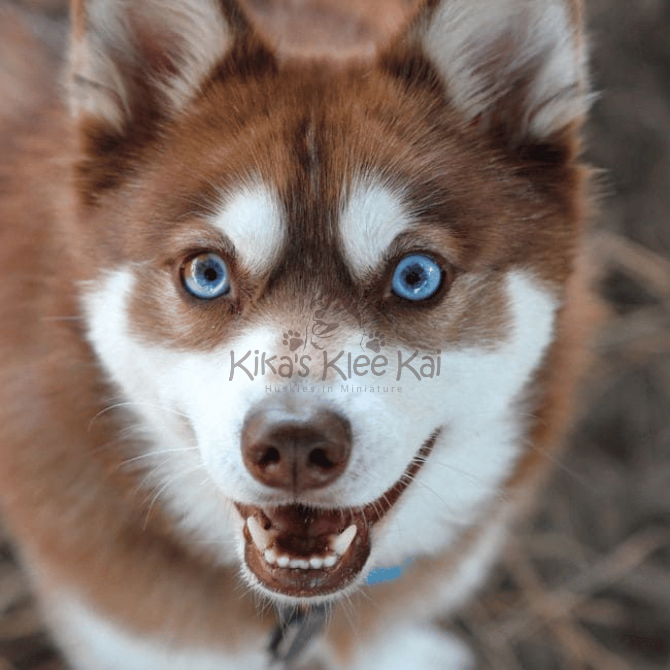 How To Check If Your Alaskan Klee Kai Is UKC Certified
