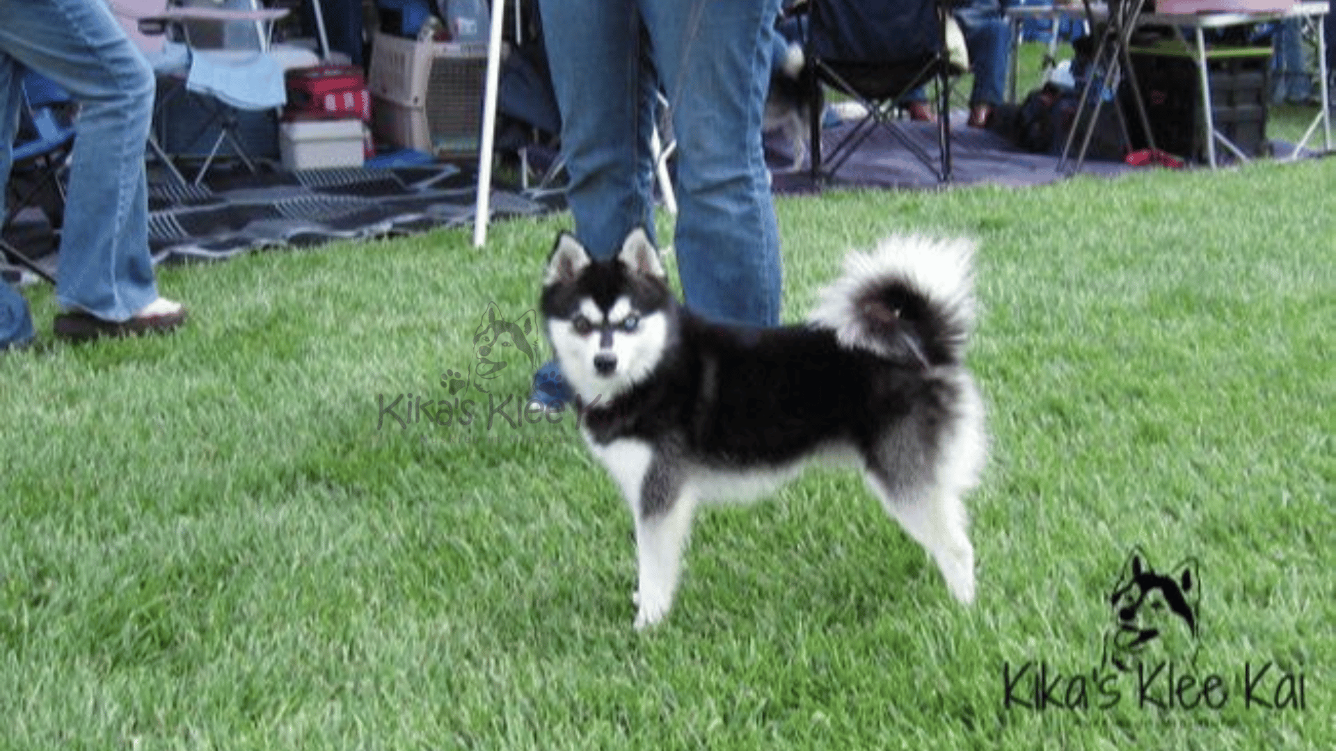 Toy Alaskan Klee Kai in Southern California