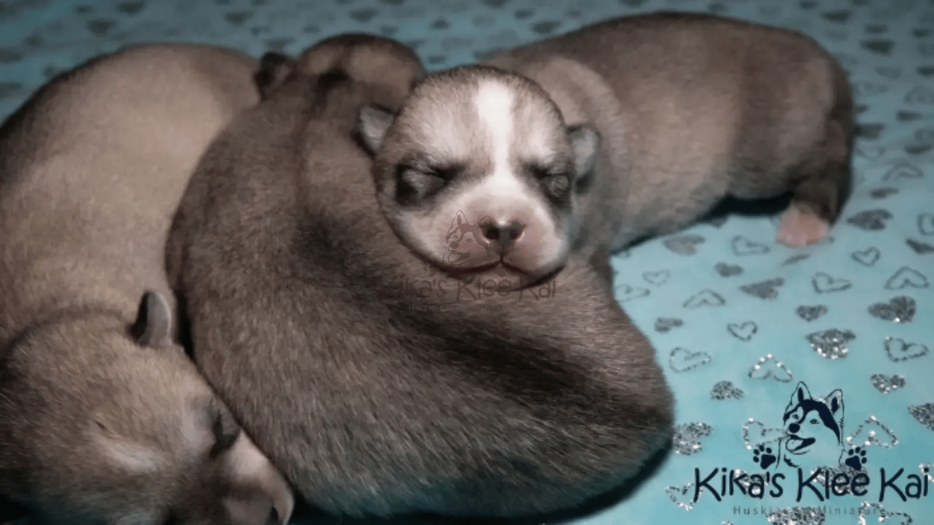 Prepare for Your Mini Husky Puppy or Alaskan Klee Kai from Southern California