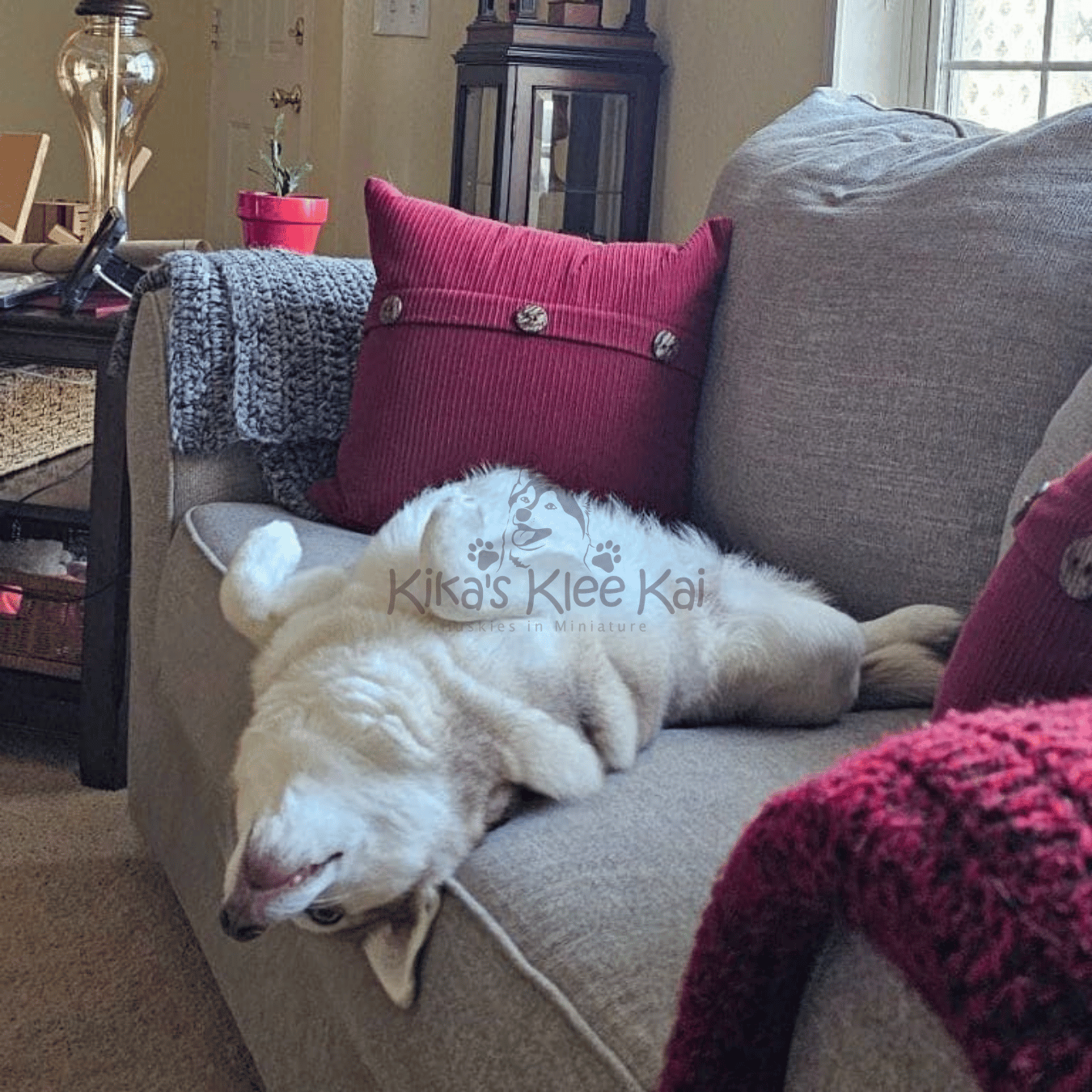 Alaskan Klee Kai puppy in Southern California Reviews and Testimonials