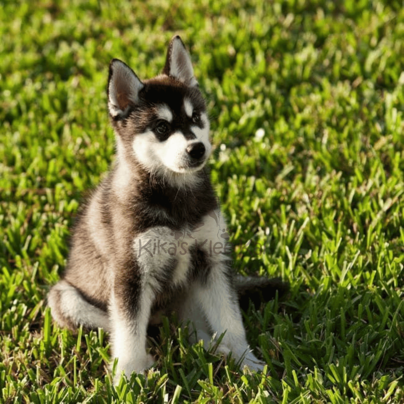 How To Prepare For Alaskan Klee Kai Puppy's Car Ride Home