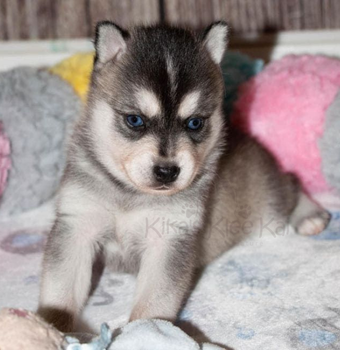 Alaskan Klee Kai puppy in Southern California owner mistakes to avoid
