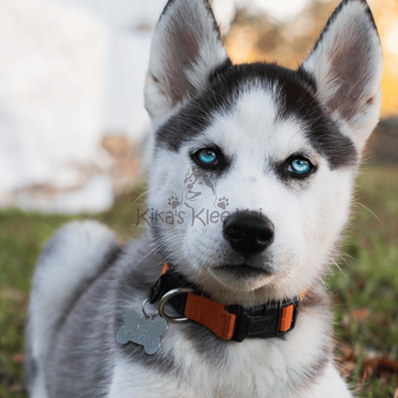 Fun Ways to Build Your Alaskan Klee Kai Puppy’s Confidence Through Play