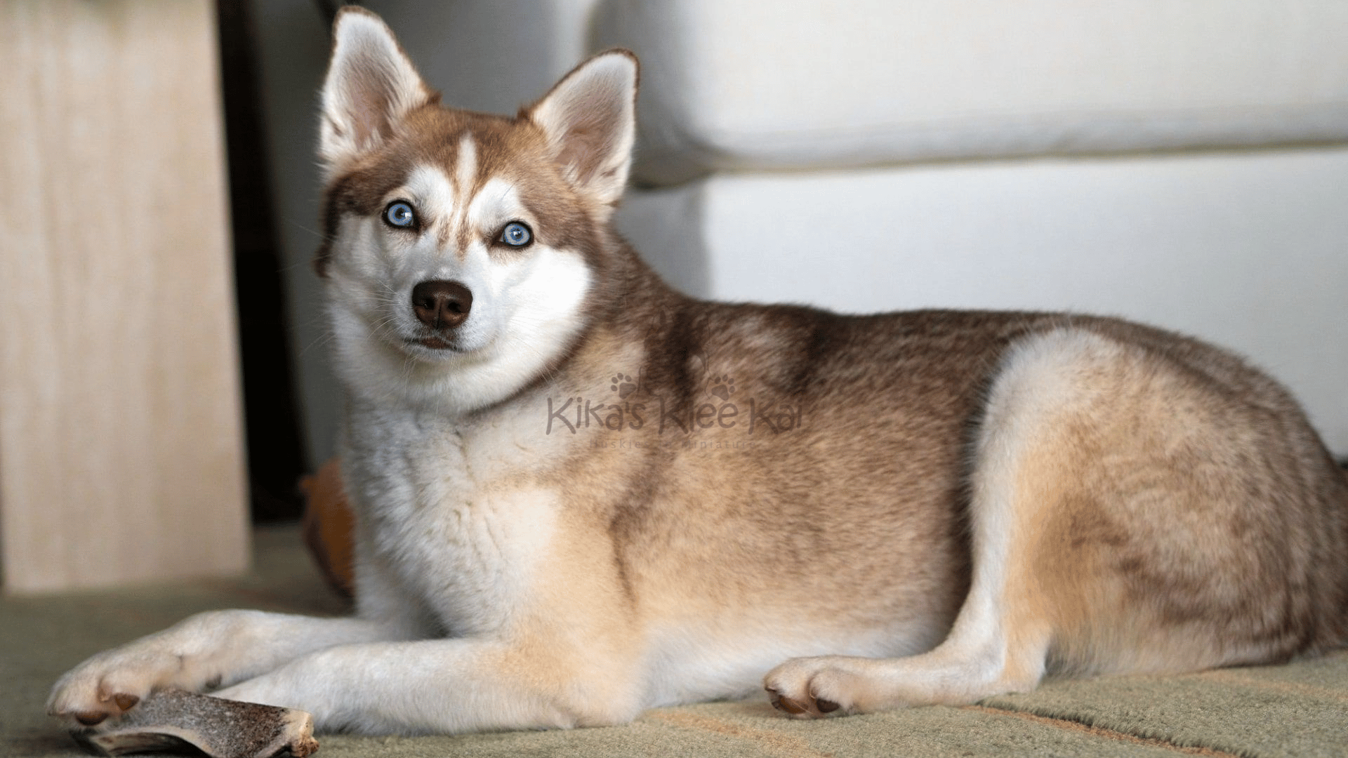 Common Misconceptions About Alaskan Klee Kai