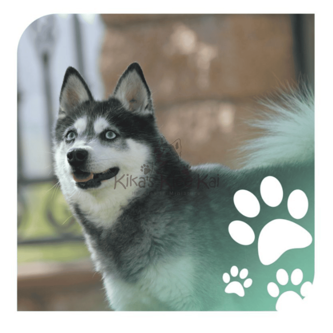 Alaskan Klee Kai in Southern California