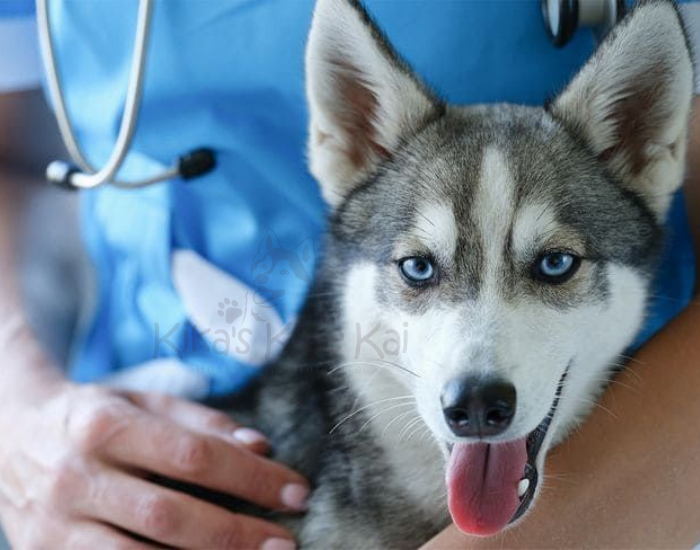 Characteristics of Alaskan Klee Kai puppy in Southern California