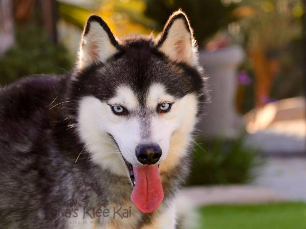 Alaskan Klee Kai puppy in Southern California