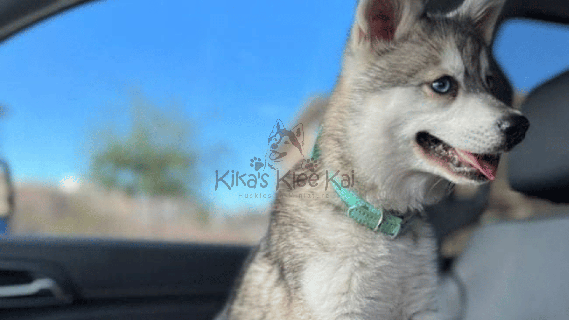 Alaskan Klee Kai puppies in Southern California