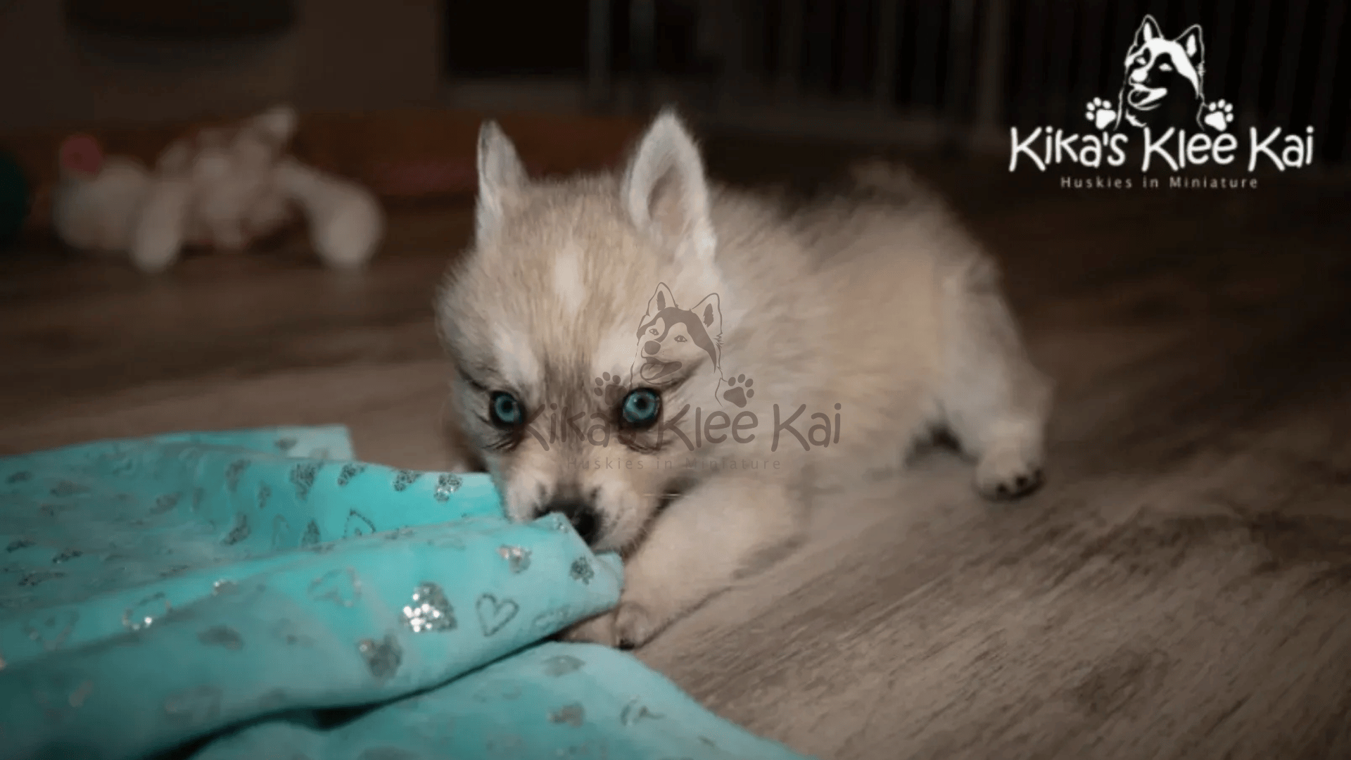 Supplies To Prepare For Your Alaskan Klee Kai Dog
