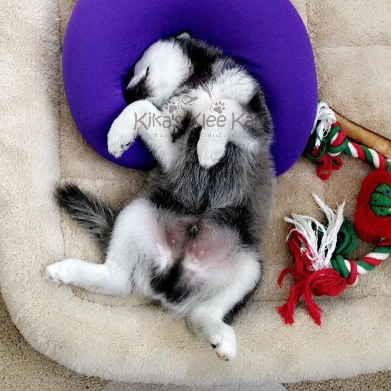 Alaskan Klee Kai puppy in Southern California