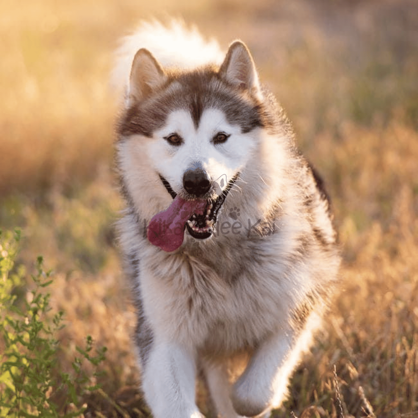 Amazing Facts About Alaskan Klee Kai Dogs in Southern California