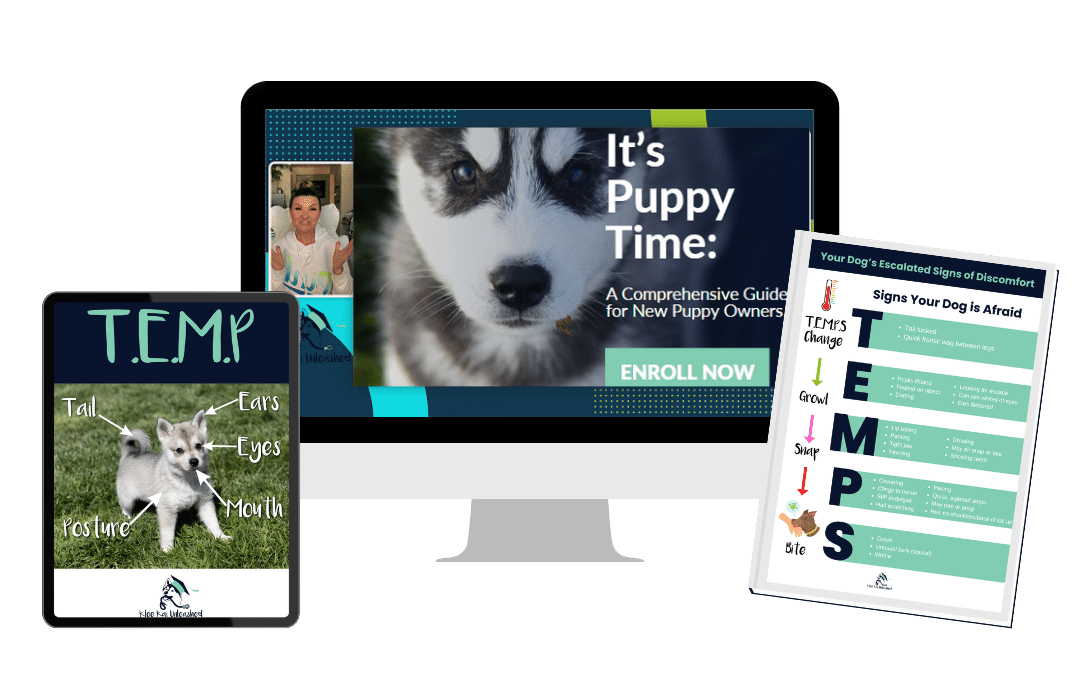 Courses and Training for Alaskan Klee Kai