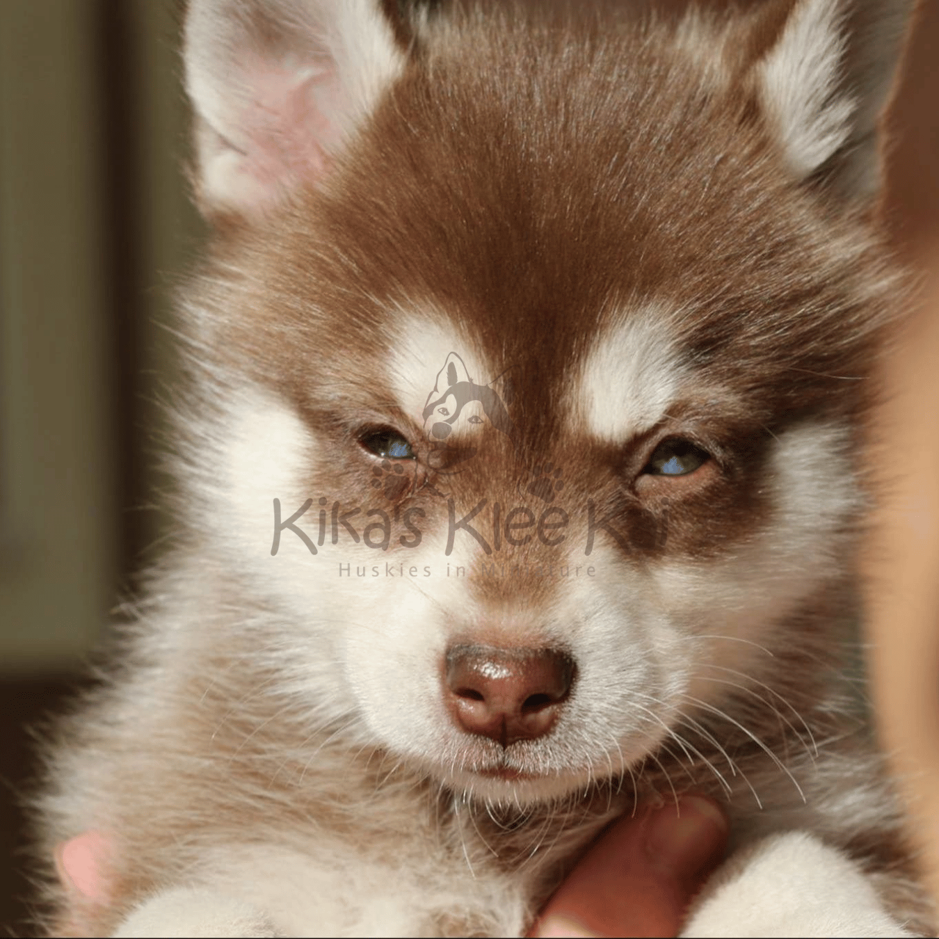 Alaskan Klee Kai puppy in Southern California airline and travel tips