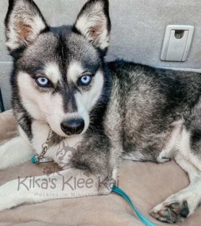 Amazing Companion Alaskan Klee Kai puppy in Southern California