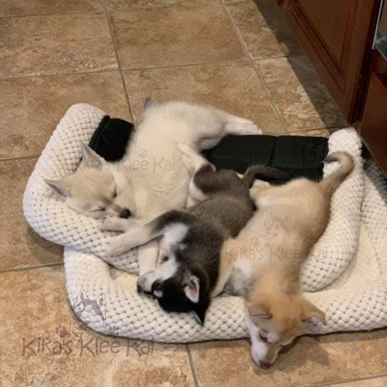 Alaskan Klee Kai puppy in Southern California great habits to develop