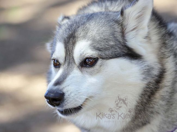 Alaskan Klee Kai puppy in Southern California body language