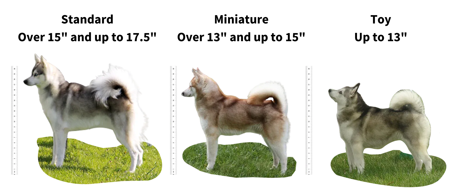 Sizes of the Alaskan Klee Kai