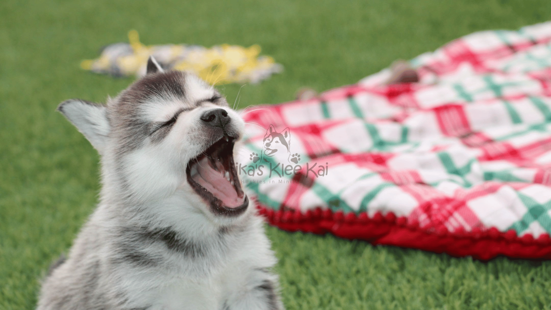 Common Misconceptions About Alaskan Klee Kai