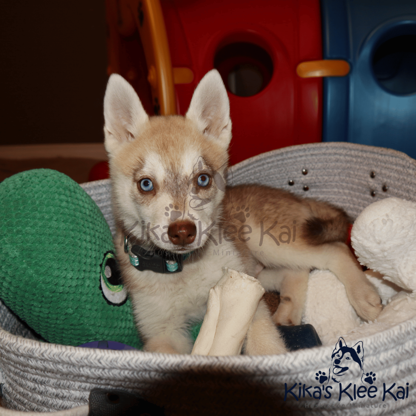 Alaskan Klee Kai puppy in Southern California airline and travel tips