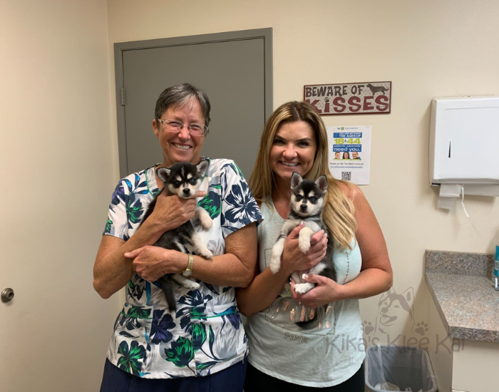 Alaskan Klee Kai puppy in Southern California vet care and health management