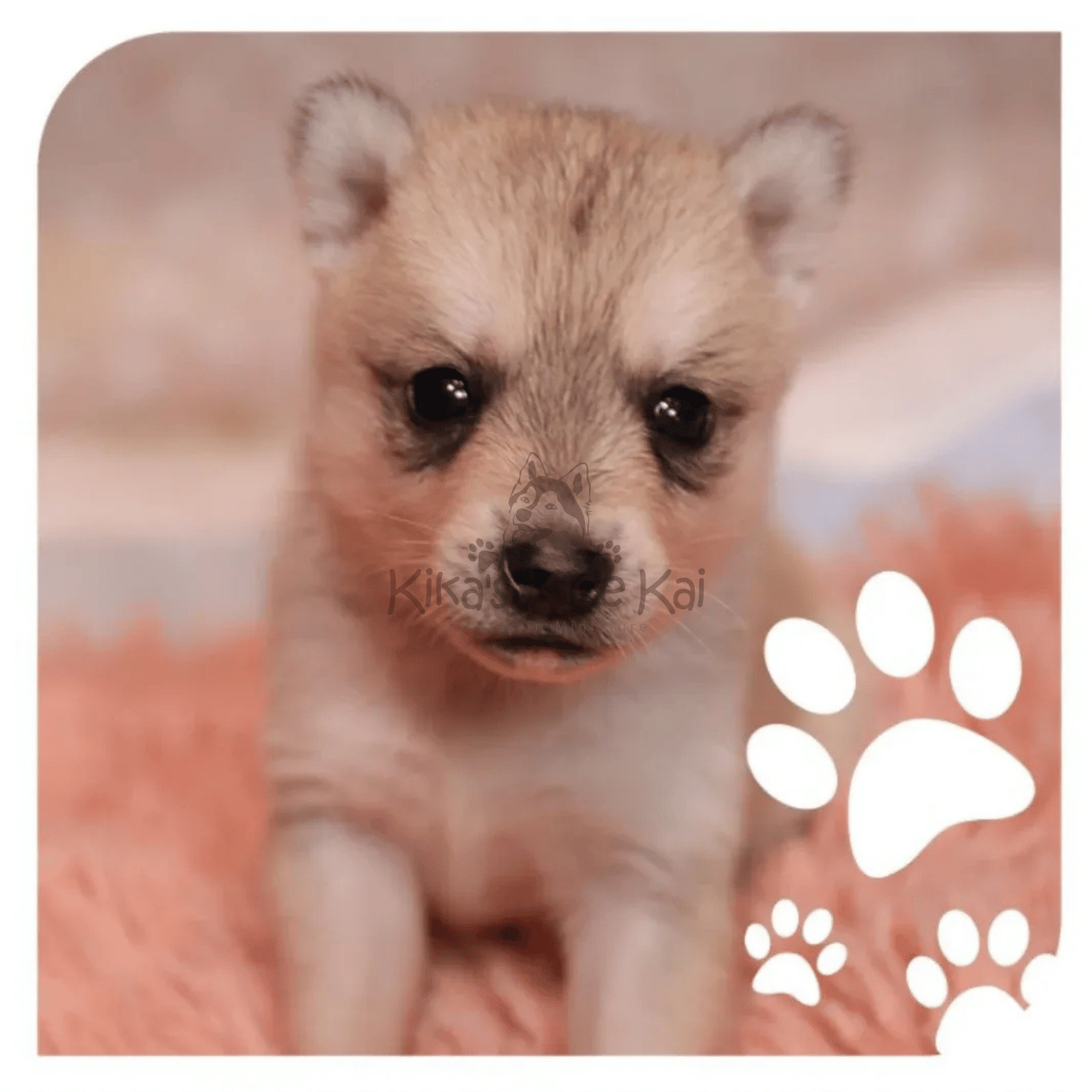 Kika's Klee Kai Alaskan Klee Kai puppy in Southern California