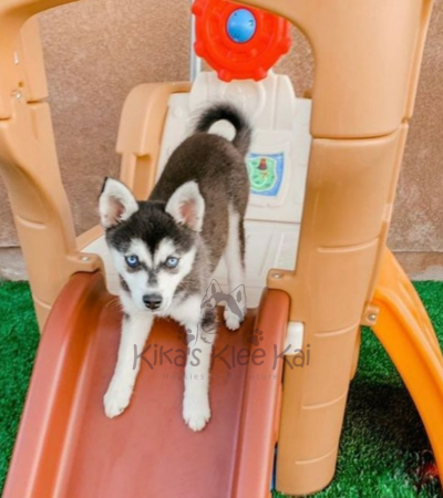 Amazing Companion Alaskan Klee Kai puppy in Southern California
