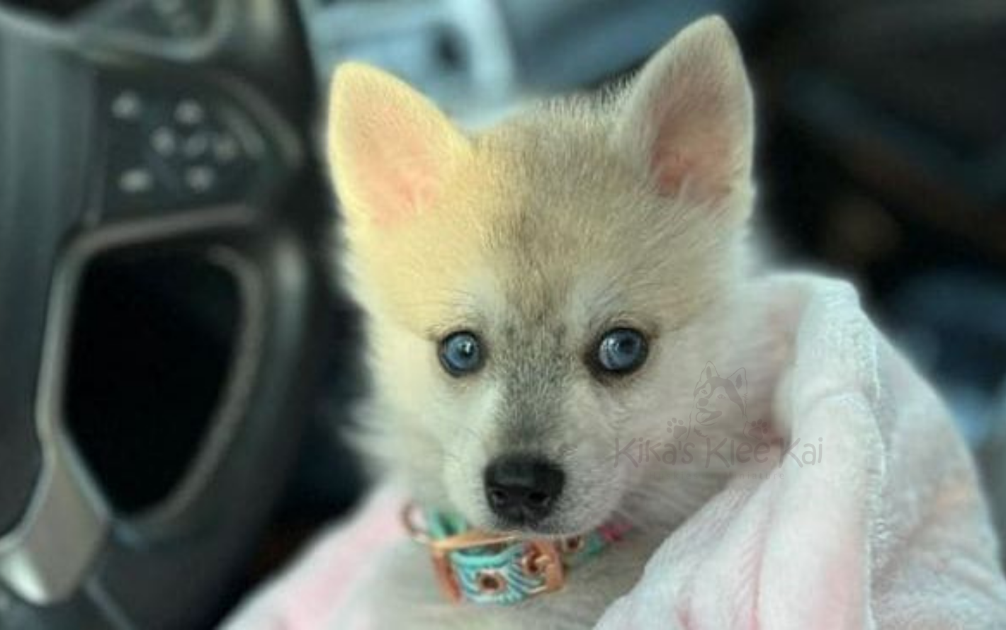 Alaskan Klee Kai puppy in Southern California owner mistakes to avoid