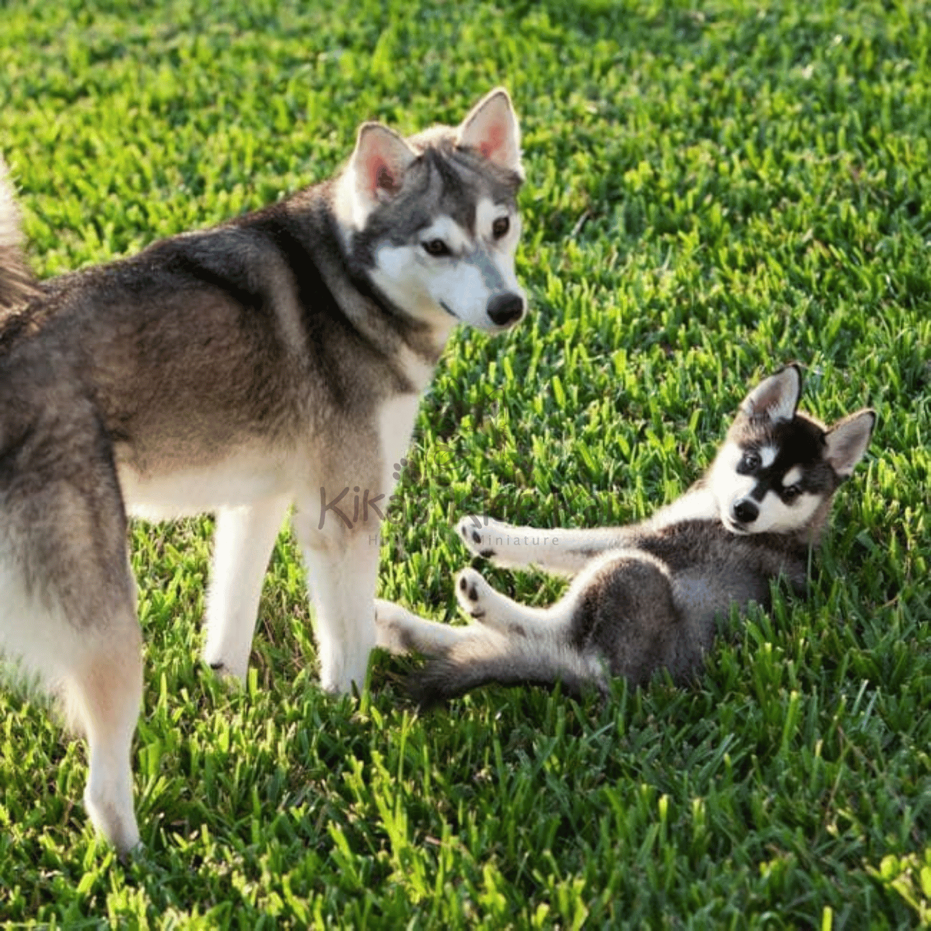 Is My Alaskan Klee Kai Show Dog Ready