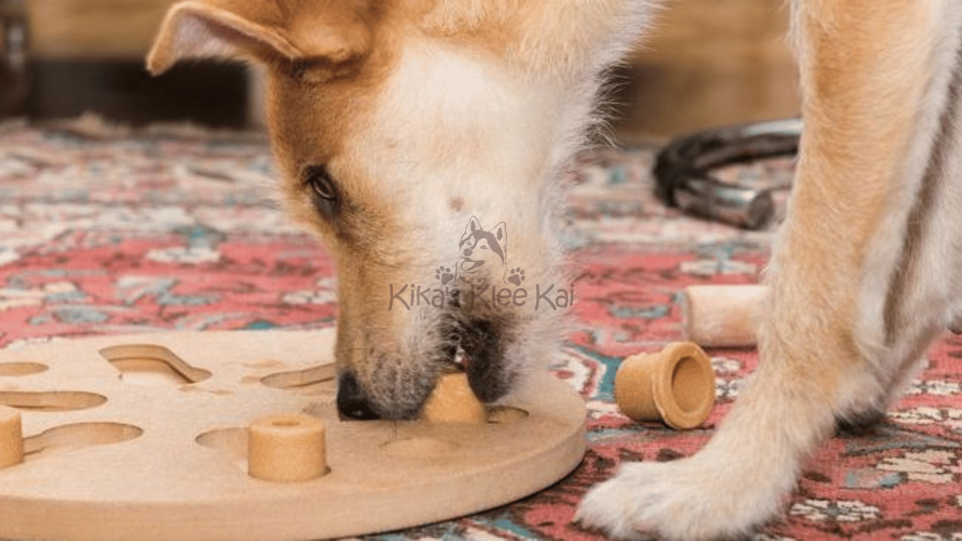 Alaskan Klee Kai puppy in Southern California All Season Exercise