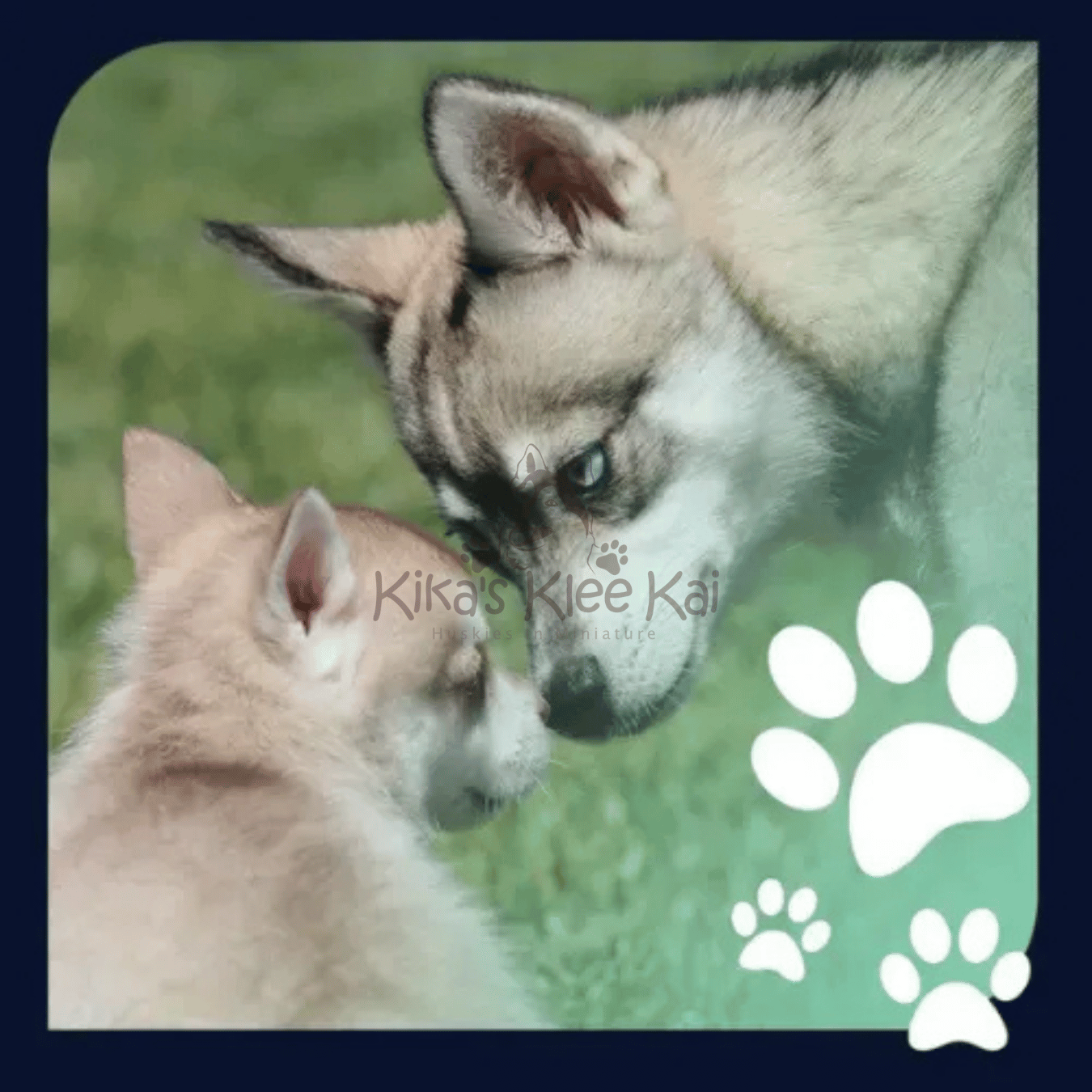 Supplies To Prepare For Your Alaskan Klee Kai Dog