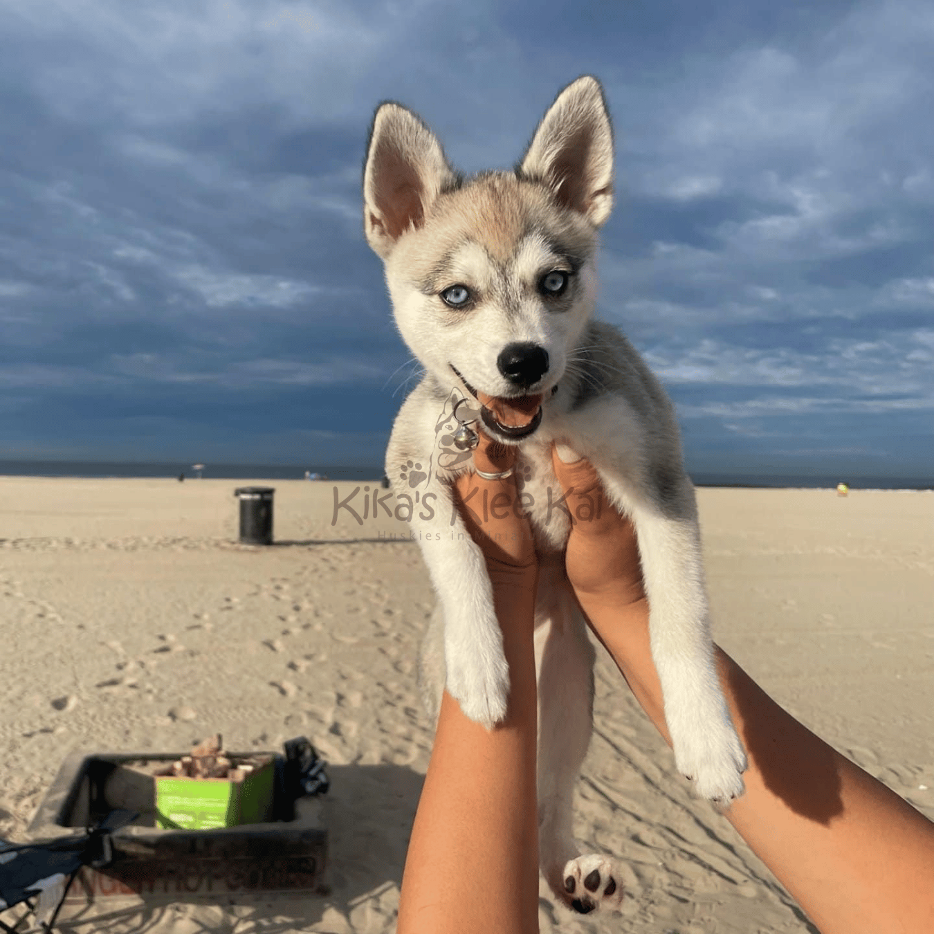 Alaskan Klee Kai puppy in Southern California Reviews and Testimonials